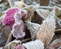 Dried and frozen plants in winter