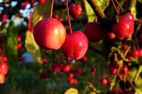 red wild apples on a branch