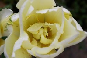 awakening tulips
