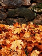 golden foliage on a background of dark stones