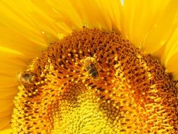 hardworking bees on the sunflower