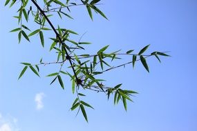 Bamboo Green Leaf Sky