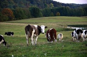 spotted cows in a meadow in masuria