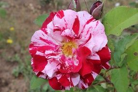 closeup view of white-red flower of a garden plant