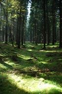 Sunlight on a green grass in a forest