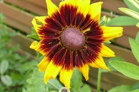 sunny flower in the garden