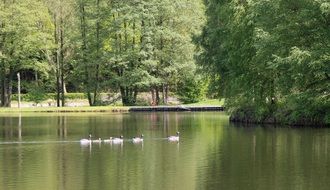 Landscape of swimming ducks in a lake in a park