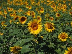 heads of sunflowers