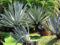 stunningly beautiful Exotic Spice plant