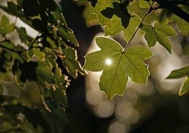Green Leaf at the back light