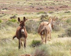 Donkeys walking on Grass in wilderness