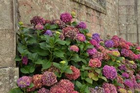 colorful blooming Hydrangea at old stone Wall