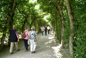 Avenue Trees in park