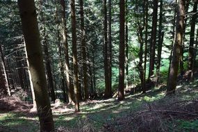 tree trunks in spruce forest at summer