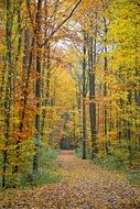 magnificent Autumn Forest
