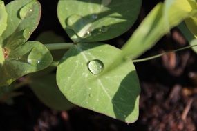 drops of water on a green plant