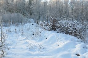 Forest at Snowy Winter