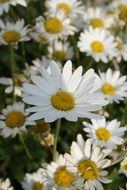 white Daisy Flowers Nature view