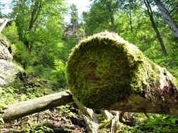 dead tree covered with green moss in the forest