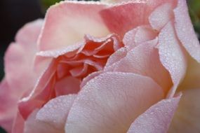 pink rose as a peony
