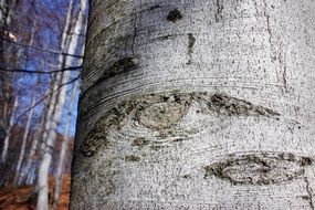 Eye Wood Tribe Bark Forest
