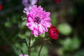 pink anemone in bright sunlight