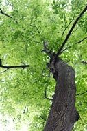 bottom view of a tree with large green crowns