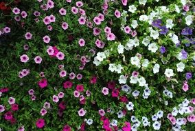 Landscape of petunia garden