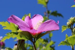 bush with pink flowers on a sunny day on a blurred background