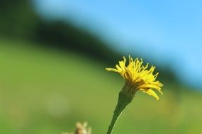 Close-up of the beautiful yellow dandelion flower at blurred background with green grass