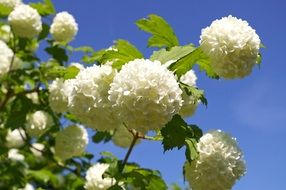 ornamental plant with snow-white spherical inflorescences