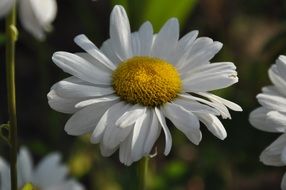 white daisy in the meadow