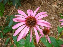 Flowers Echinacea Purpurea