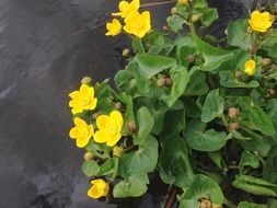 marsh marigold, Yellow Flowers at water
