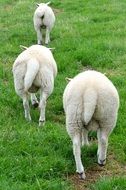 magnificent Sheeps