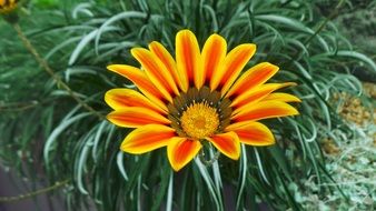 Asteraceae Beautiful flower
