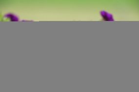 Geranium Violet Balcony Plant