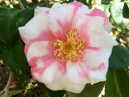 white flower with pink stains in the garden