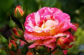 drops of water on the roses petals