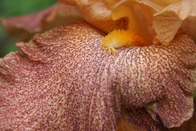 Iris Flower Raindrop macro recording