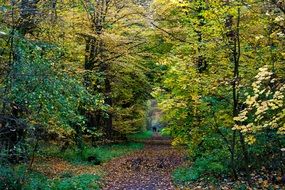 incredibly handsome Autumn Colorful Fall