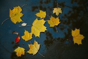 yellow maple leaves on the water