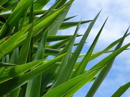 Closeup picture of green grass
