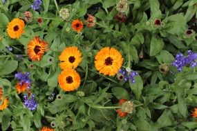 closeup view of variety of flowers among green bushes