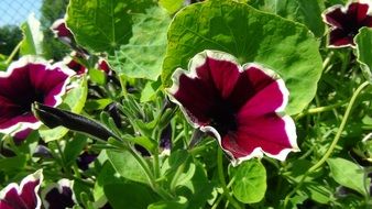 dark petunia on a green bush under the bright sun