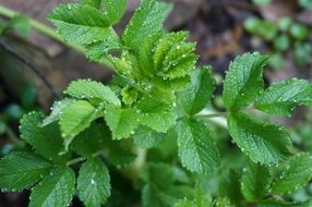 Green rugosa rose