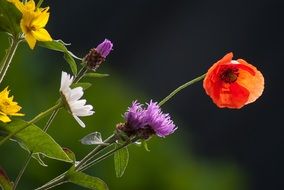 colorful Flowers Wild Flower Nature