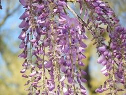 purple flowering of a wisteria