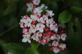 flowering shrub of viburnum