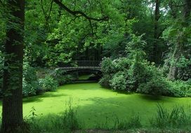 green glade among the trees in the forest